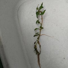水草