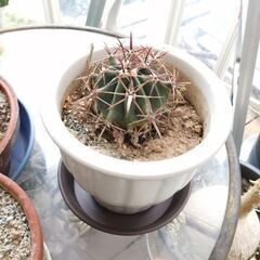 観葉植物　サボテン