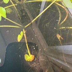 メダカ稚魚