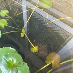 メダカ稚魚の画像