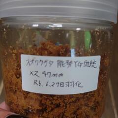 オオクワガタ　能勢YG 能勢YG血統　ペアセット　国産　越冬済み　クワガタ　ドルクス　産卵セットの画像