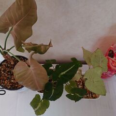 観葉植物　３鉢　３種類　シンゴニウム