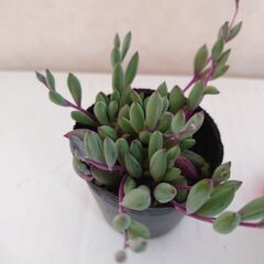 多肉植物　ルビーネックレス　その2