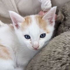 白に茶色のブチ模様　オス猫です。