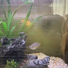 【熱帯魚】里親募集