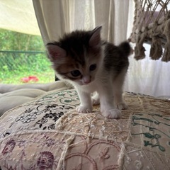 かわいいこねこさん(キジ白っぽい)