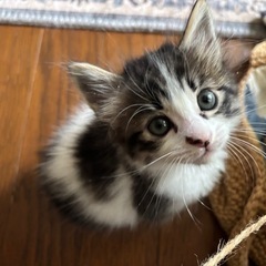 かわいい白黒のこねこ