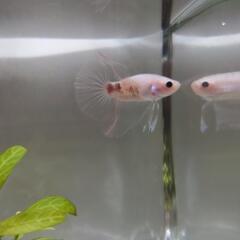 お取引き中①自家繁殖ベタ 6ヶ月ハーフムーンの画像