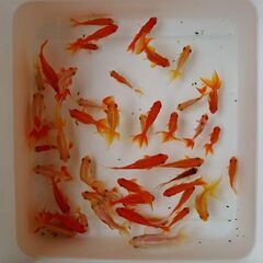 金魚Mixの画像