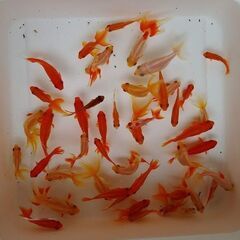 金魚Mix