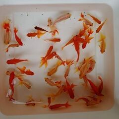 金魚Mixの画像