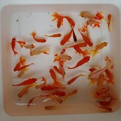 金魚Mixの画像