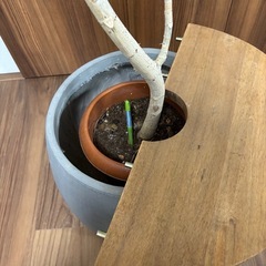 ウンベラータ　鉢カバーセットの画像