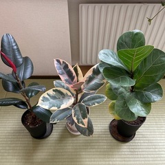 お話中　観葉植物