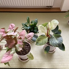 観葉植物