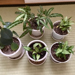 観葉植物