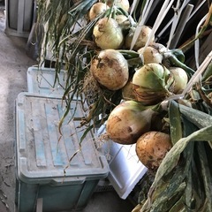 新玉ねぎ（4個）の画像