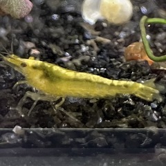 イエローチェリーシュリンプ 12匹 メダカのお供に