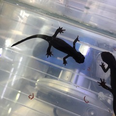 【お話中】
アカハライモリ(メス)の画像