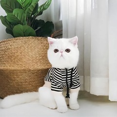 ⑨犬服 フード付きボーダーパーカー Sサイズの画像