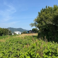 300坪の草刈りを半日で終わらせます。