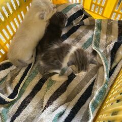 【子猫3匹】生後約2週間ほどの可愛い子たちの里親さん募集！
