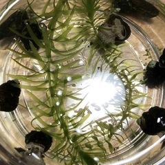 ヒメタニシの採取