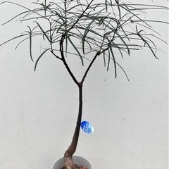 観葉植物　ボトルツリー　ブラキキトン