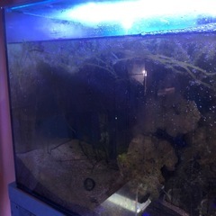 海ぶどう