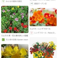 ミムラス　苗　ポットの画像