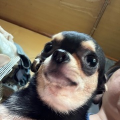 小ぶりのスムースコートチワワ