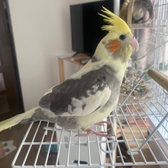 応募多数のため、受付終了。オカメインコの里親募集 