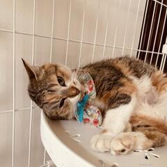 おとなしい三毛猫さん