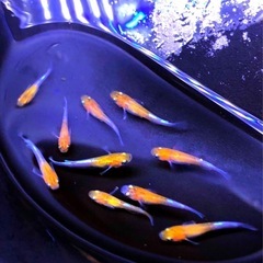 特上SUPER💐三色体外光ひかりラメ魚メダカ有精卵３０個+爆殖💥ゾウリムシ⒈ℓ付きの画像