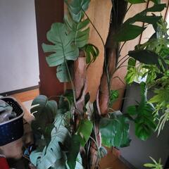 人工観葉植物