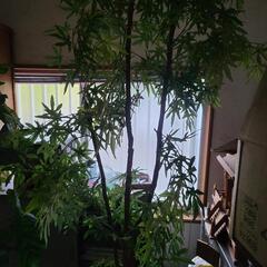 人口観葉植物
