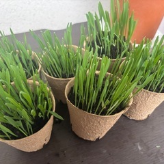 猫草×6