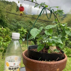 チロリアンランプの画像