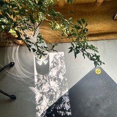 YOGA SALON SALT morning yoga & night yogaの画像