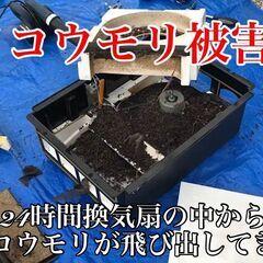 【佐賀県全域・筑後地区】コウモリ・ハト・スズメの駆除