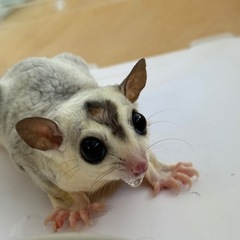 フクロモモンガ