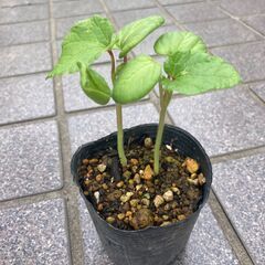 オクラの苗