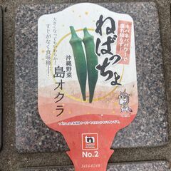 オクラの苗の画像