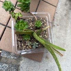差し上げます　多肉植物