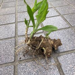 菊芋の苗