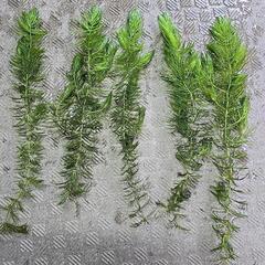 水草マツモ5本