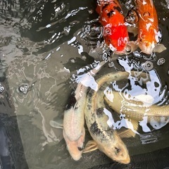 錦鯉25センチ前後５匹
