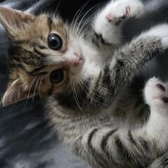 子猫(里親募集中)