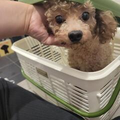 7さいのプードルちゃん