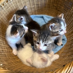 生後1ヶ月　子猫　オス、メスあり